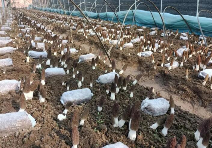 野生食用菌可能富含重金屬，但栽培食用菌可以放心吃
